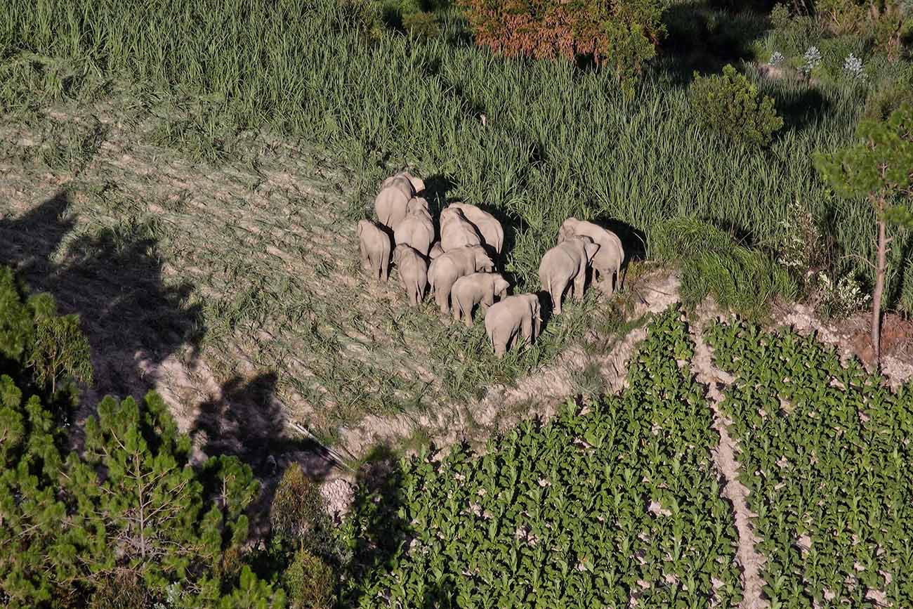 Perjalanan 500 kilometer Kawanan Gajah