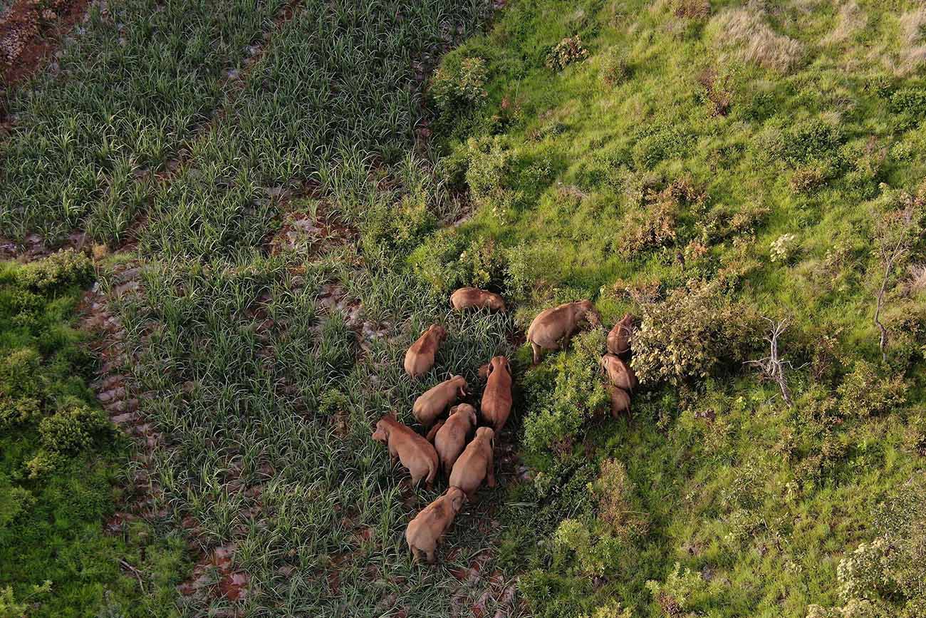 Perjalanan 500 kilometer Kawanan Gajah