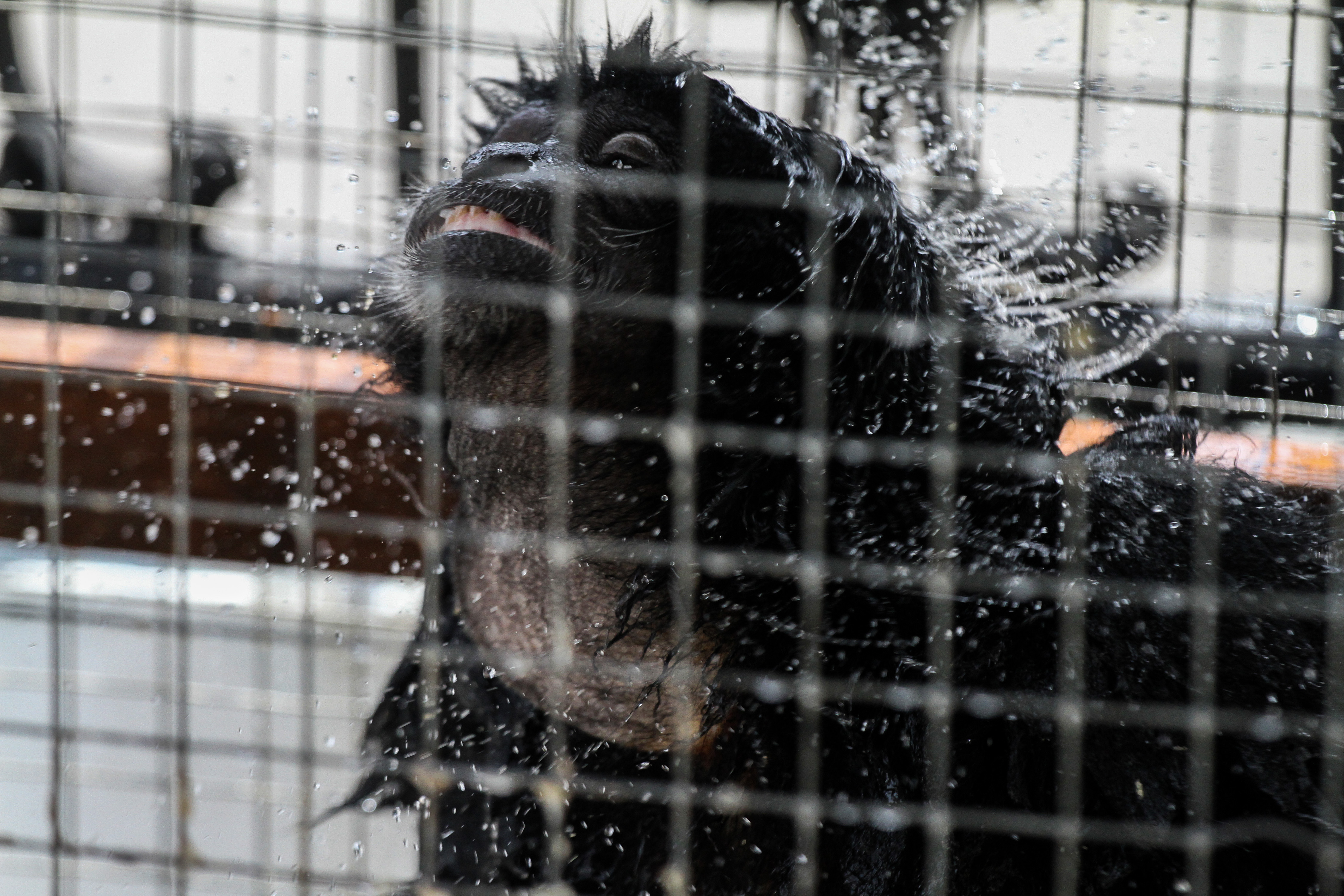 BKSDA Terima Siamang dari Warga