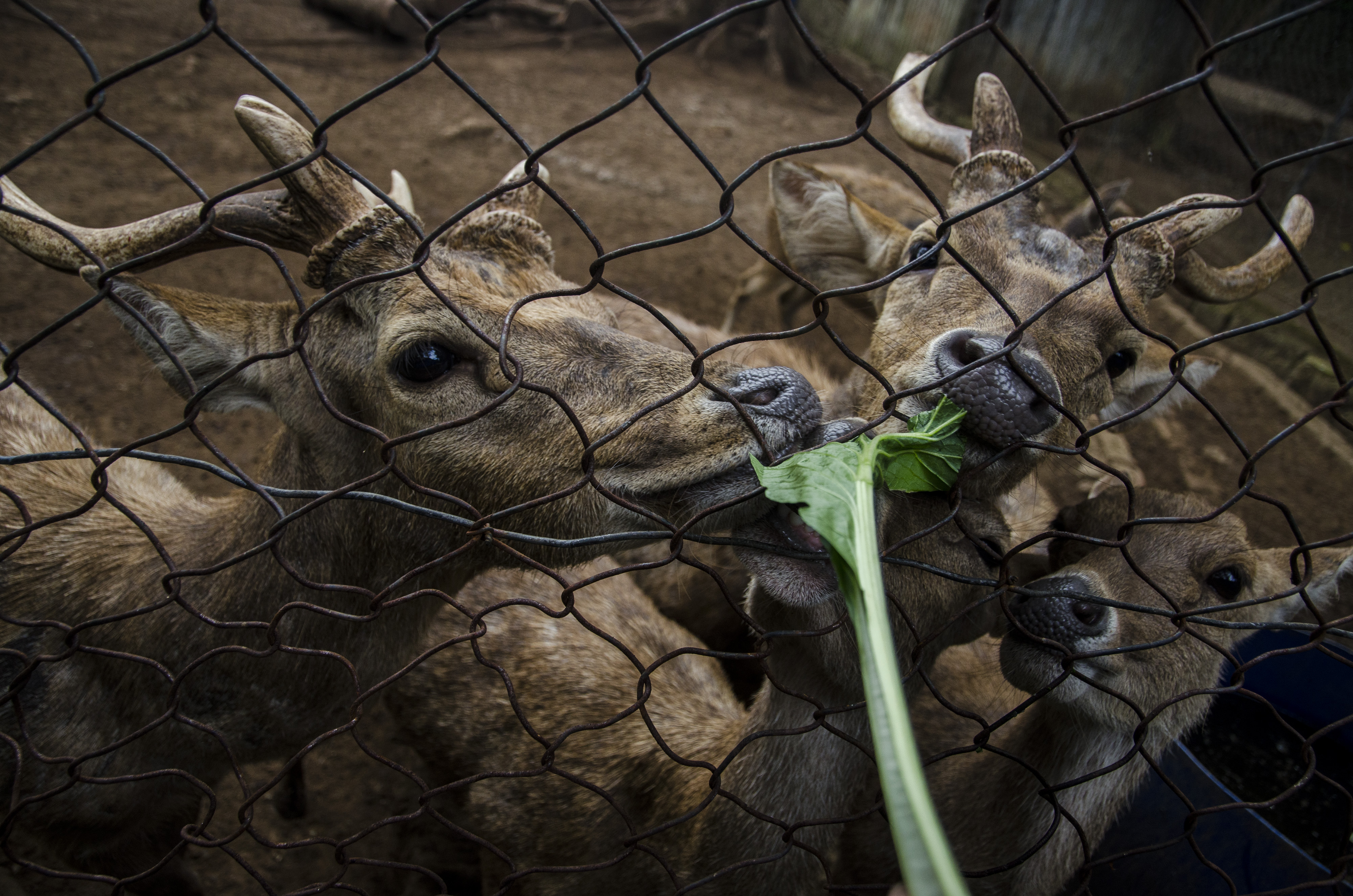 Bantuan Makanan untuk Satwa Kebun Binatang Bandung