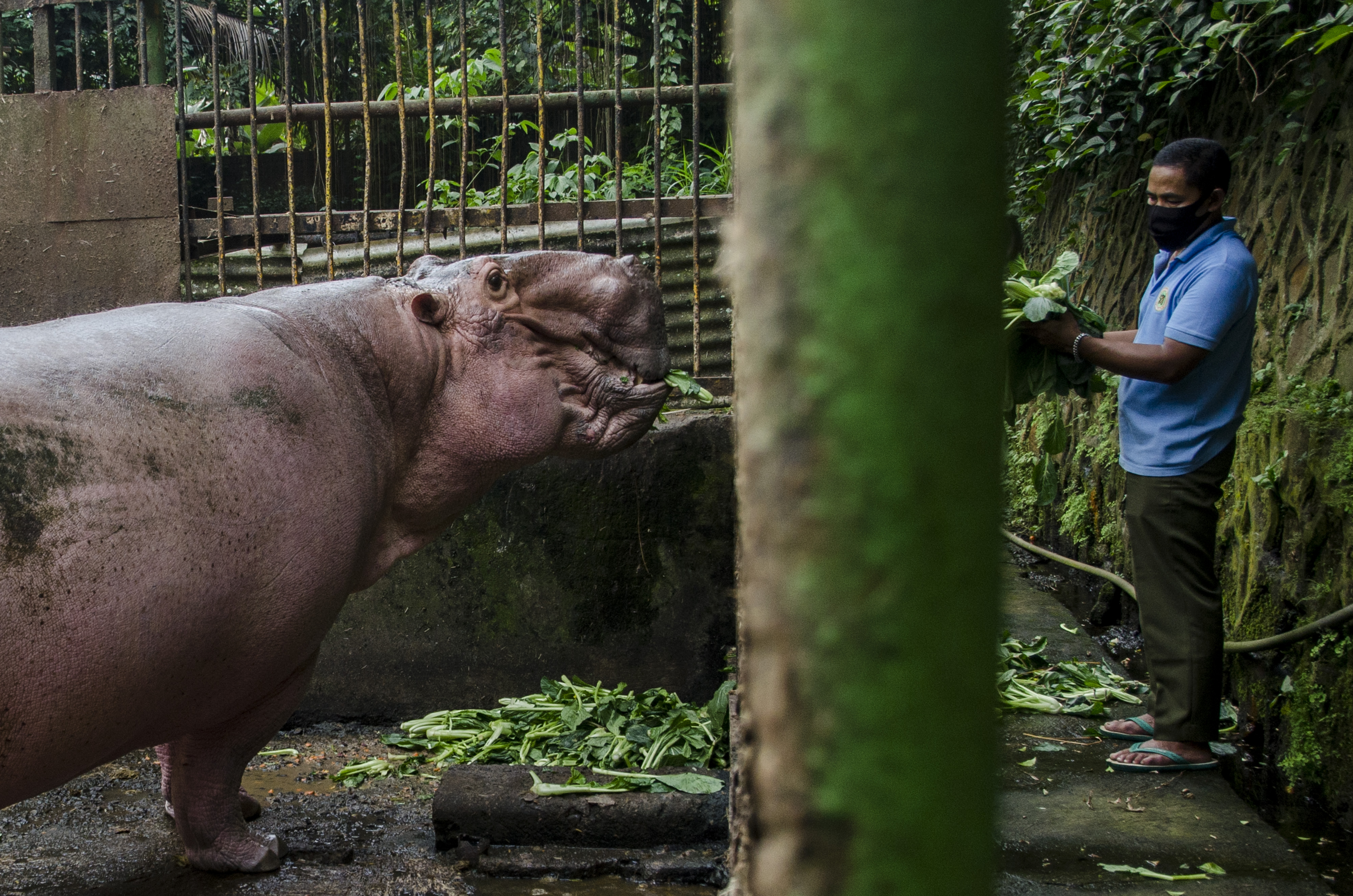 Bantuan Makanan untuk Satwa Kebun Binatang Bandung