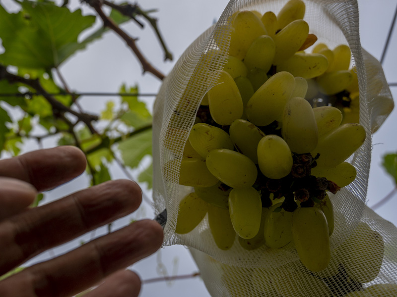 Budidaya Anggur Di Perkarangan Rumah