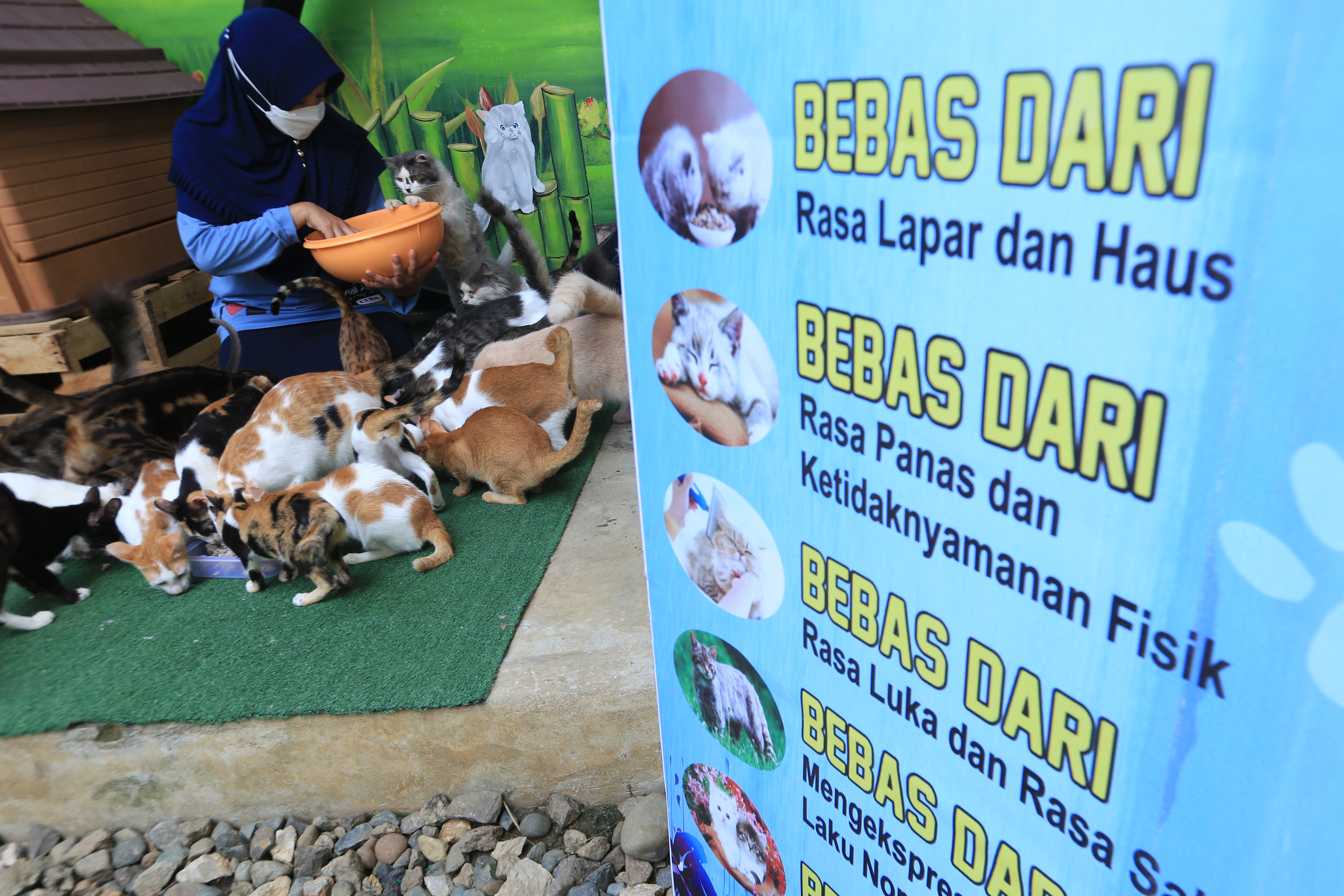Penyelamatan dan Perawatan Kucing Jalanan