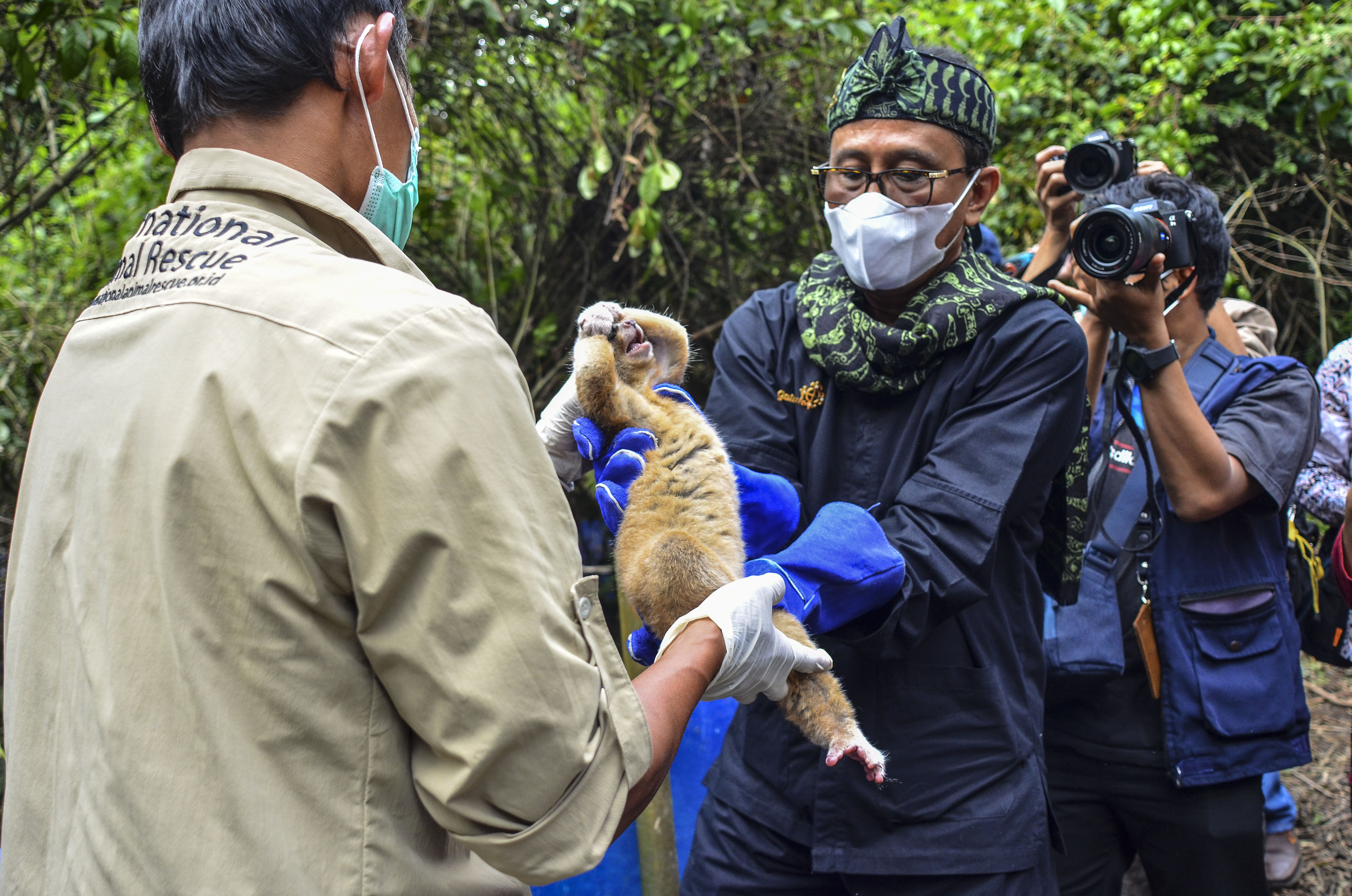 Pelepasliaran Kukang Jawa