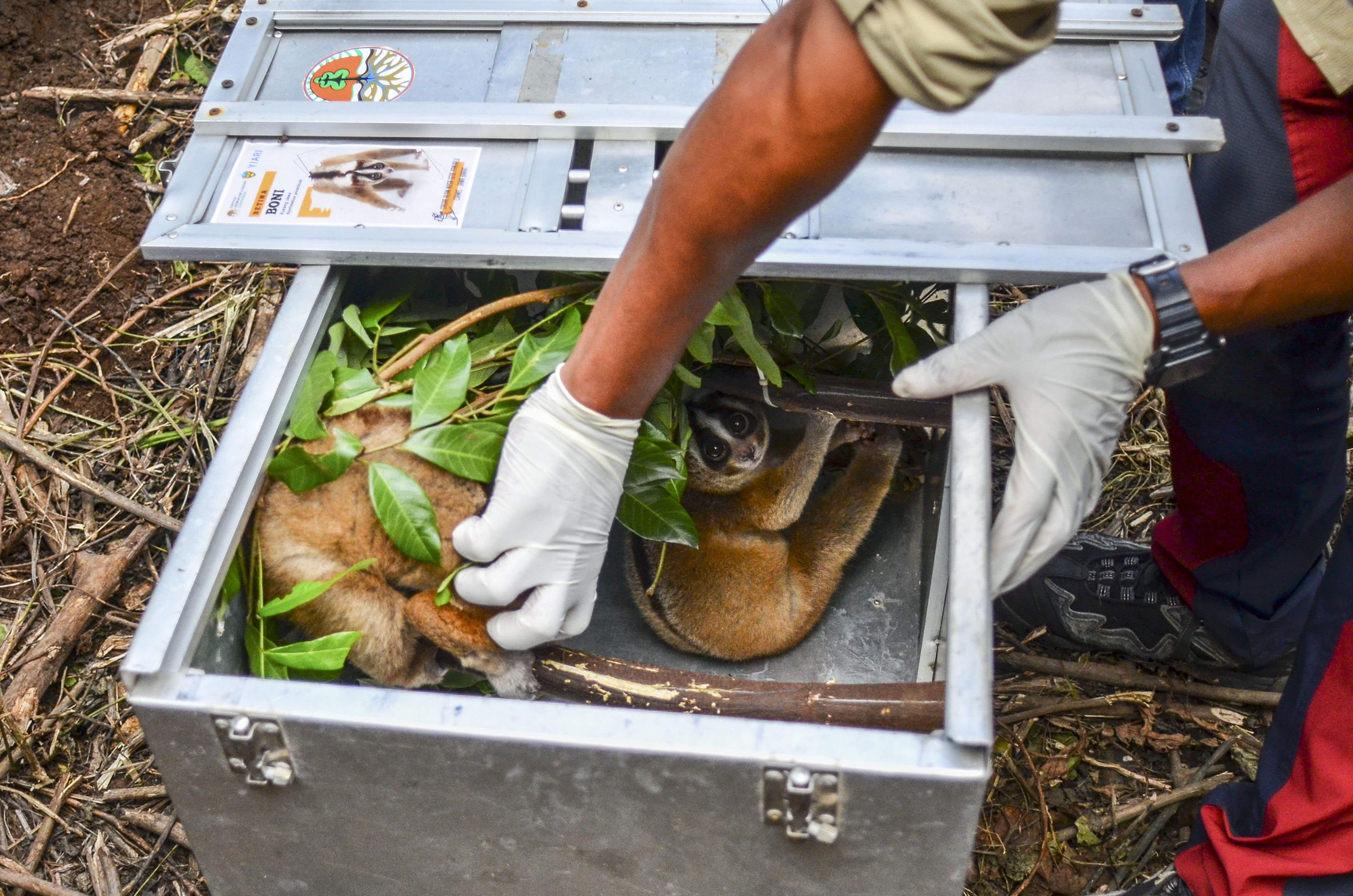 Pelepasliaran Kukang Jawa