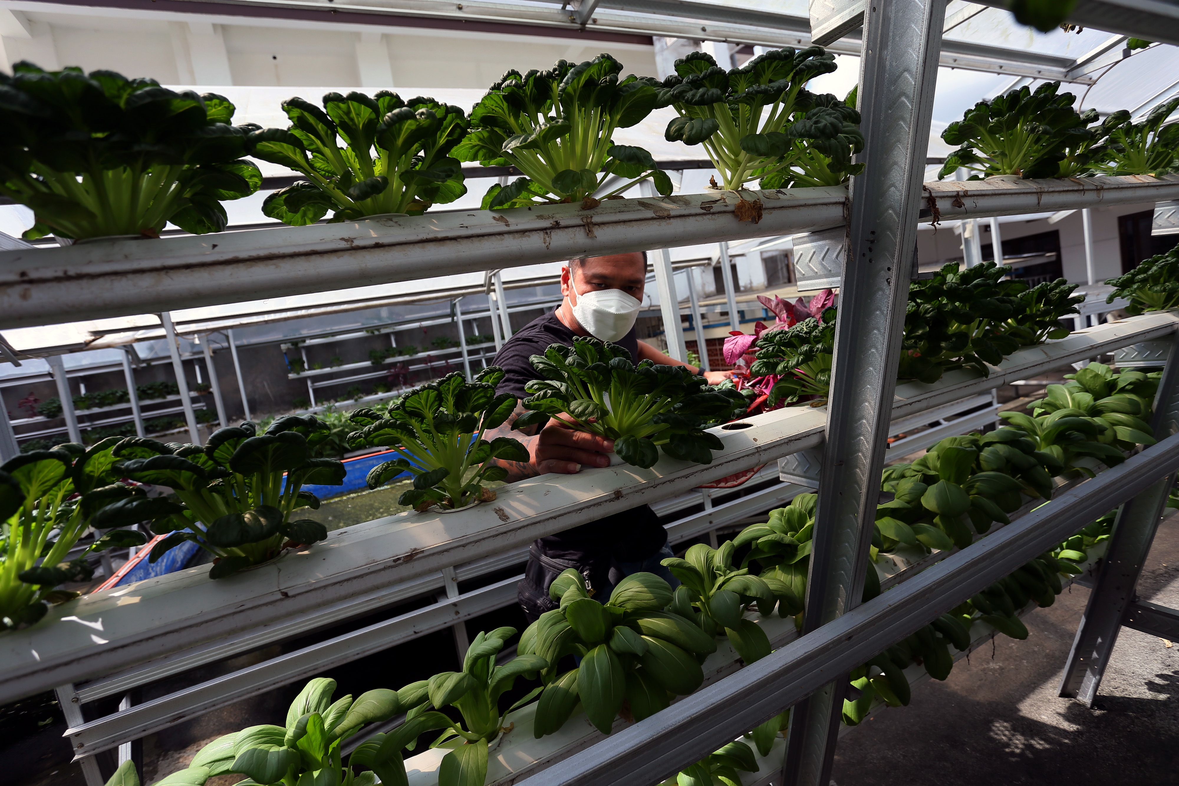 Permintaan Sayuran Hydroponik Meningkat