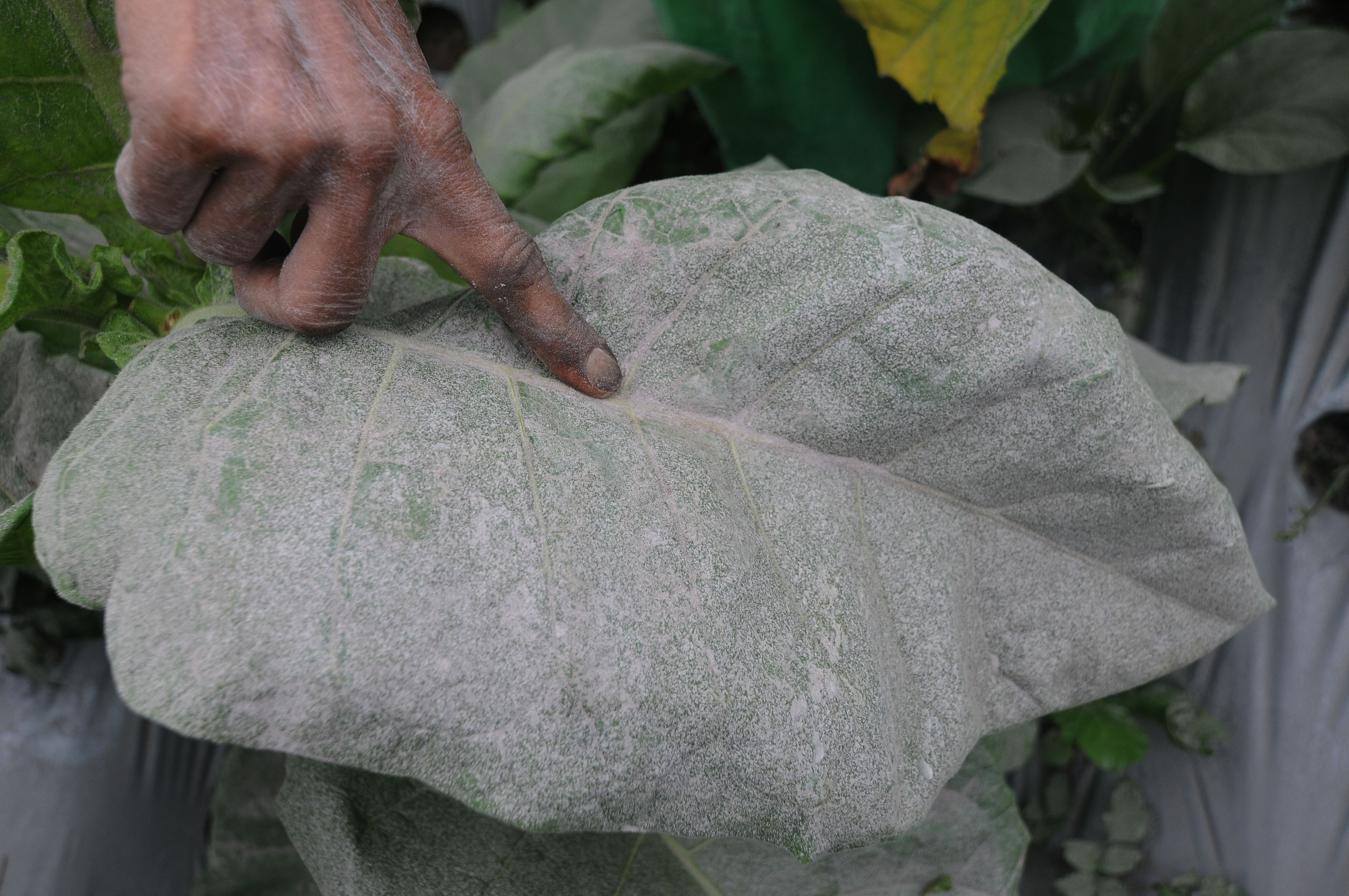 Abu Vulkanik Gunung Merapi