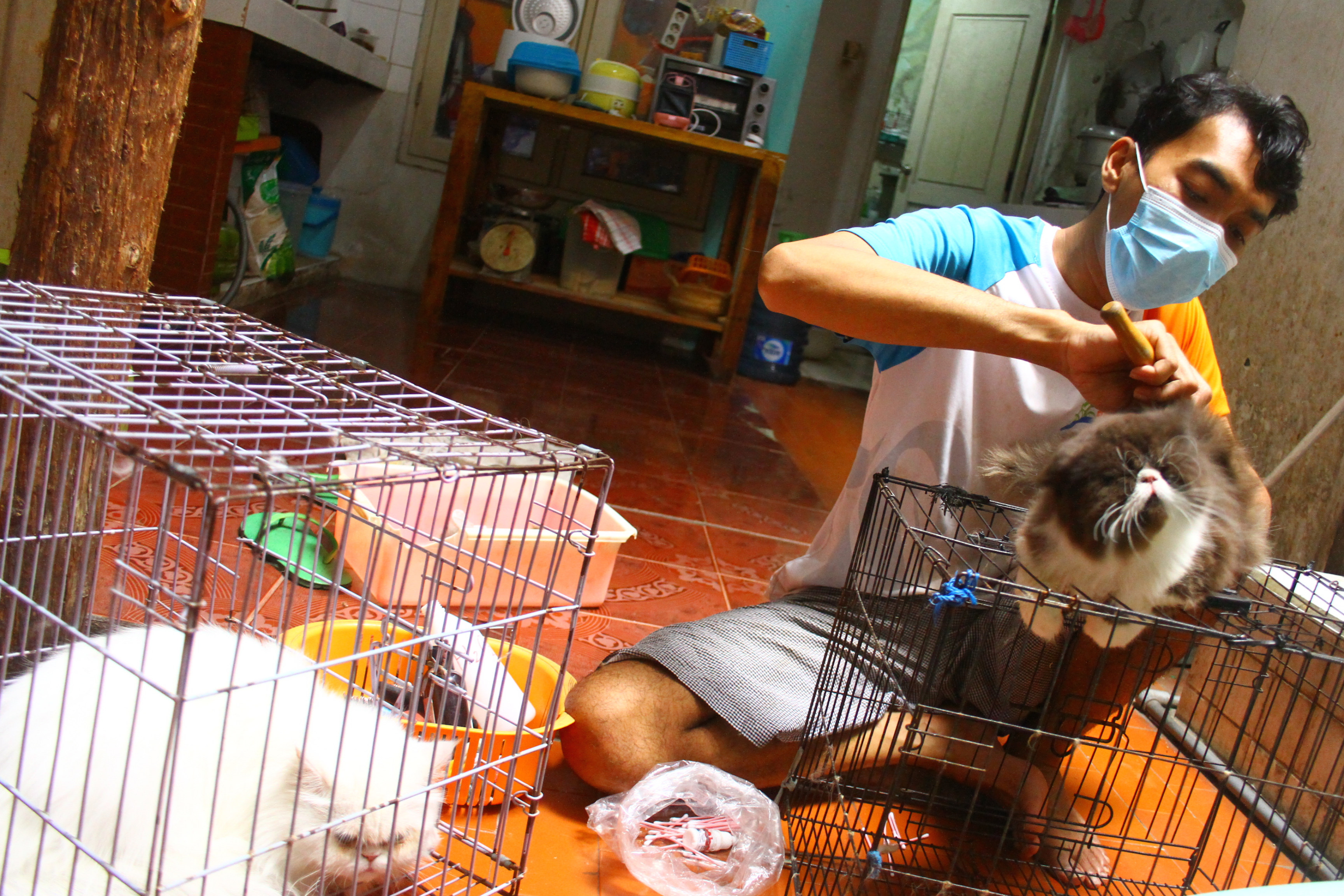 Peternak Kucing Kewalahan Memenuhi Permintaan