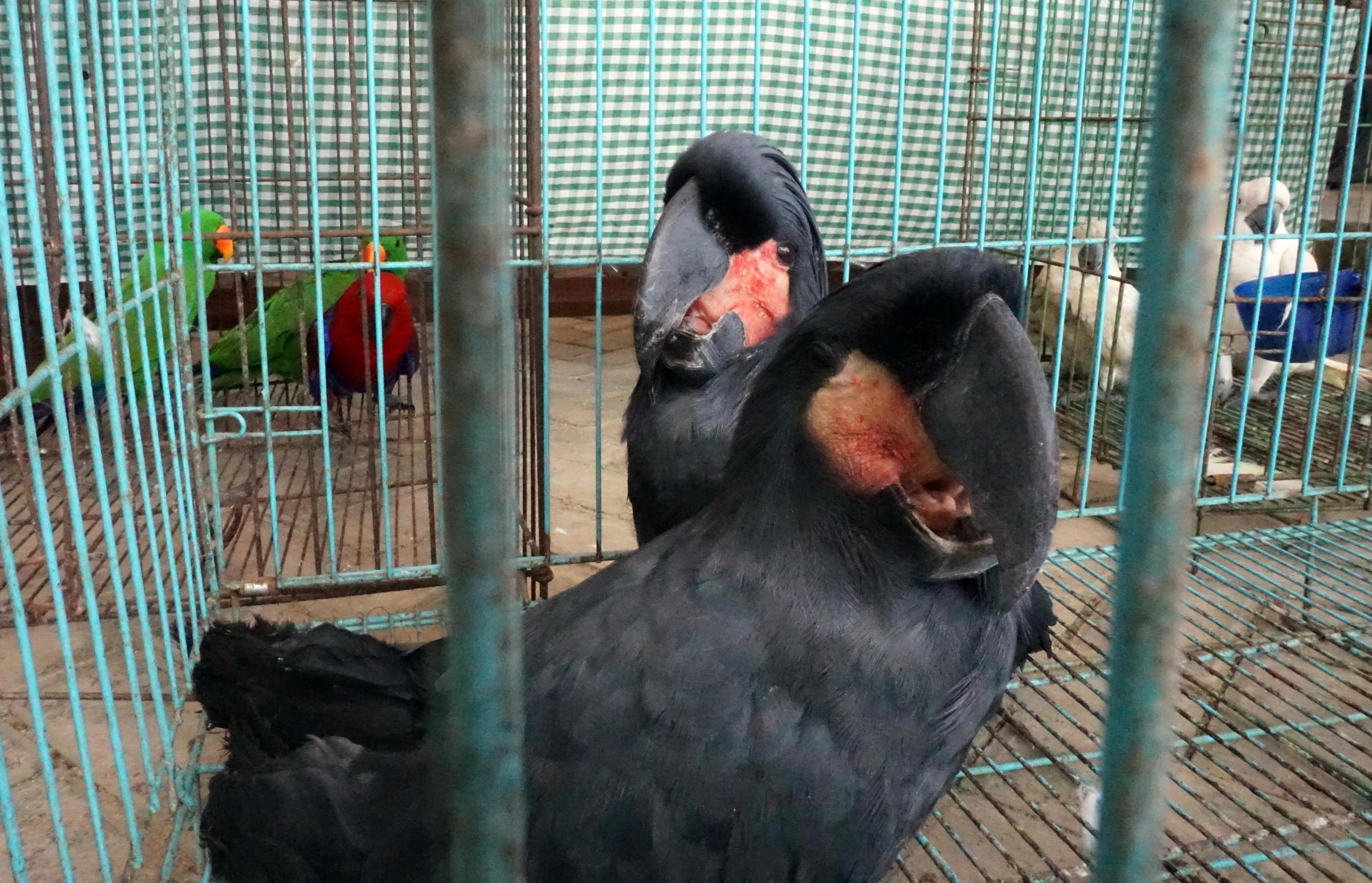 Penggalangan Penyelundupan Hewan Asli Papua