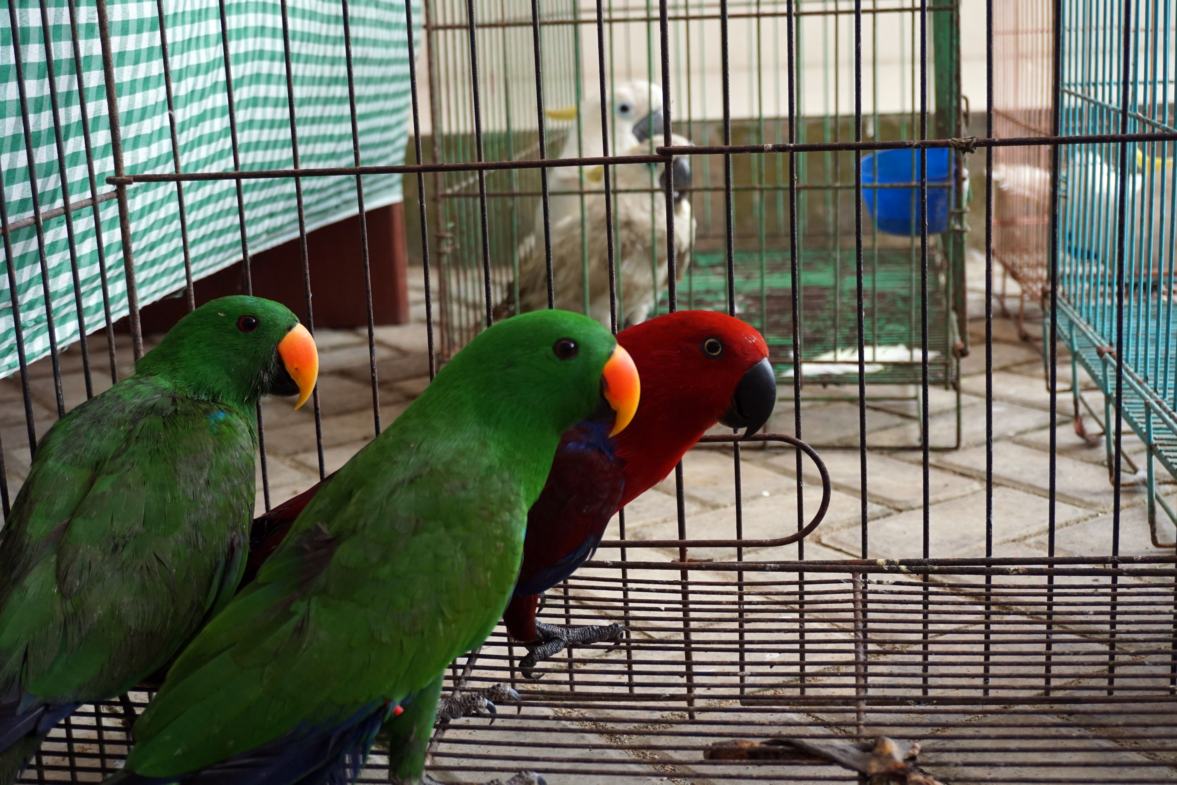 Penggalangan Penyelundupan Hewan Asli Papua