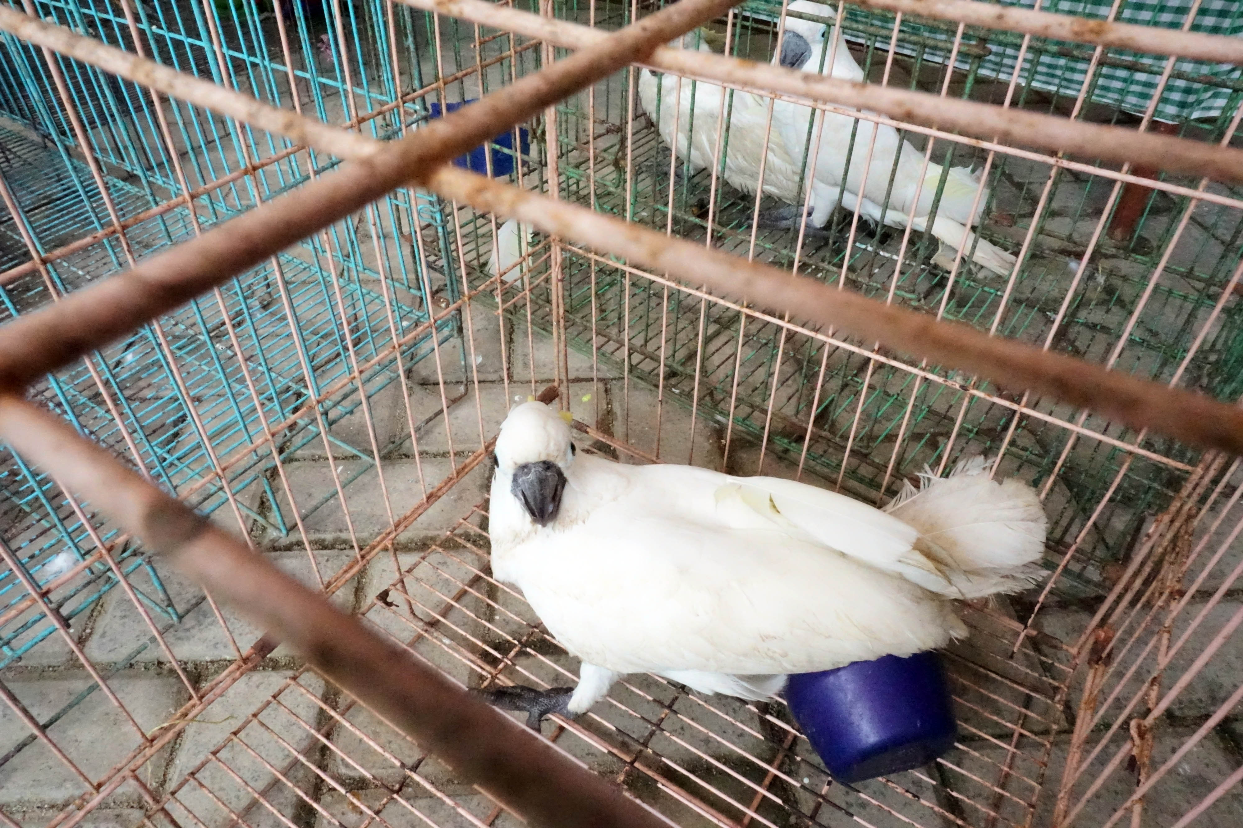 Penggalangan Penyelundupan Hewan Asli Papua