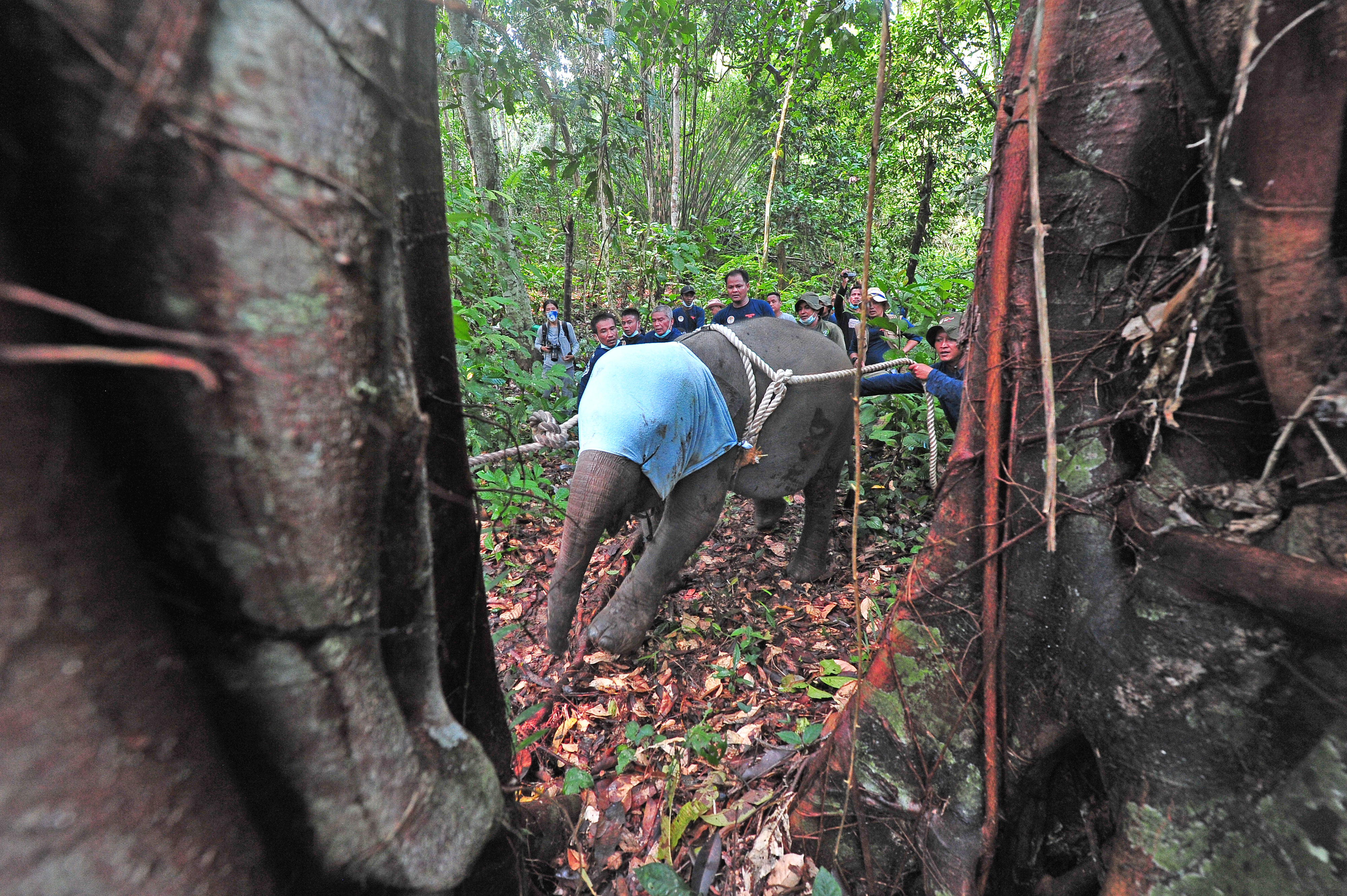 Translokasi Anak Gajah Sumatera di Jambi