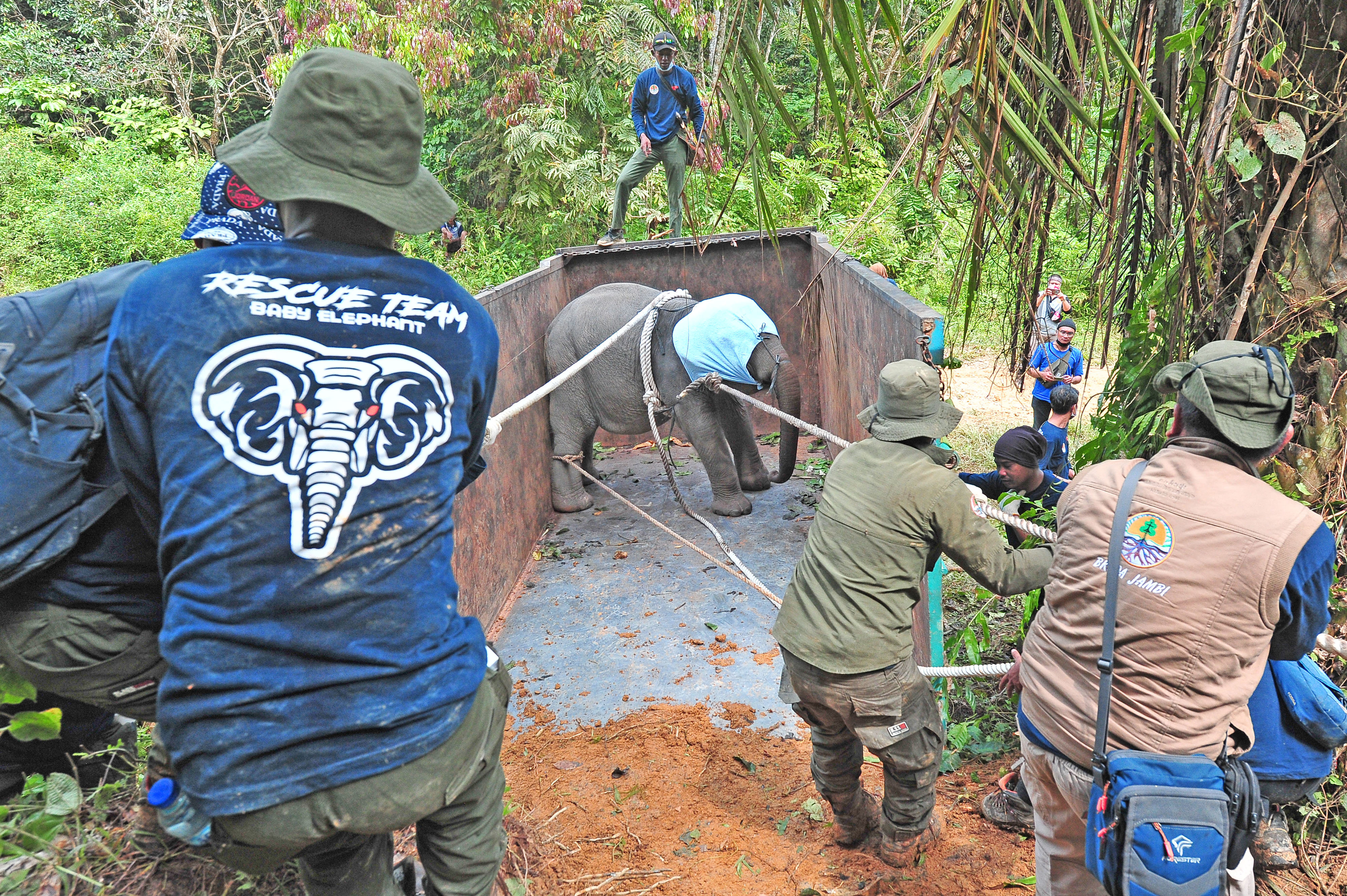 Translokasi Anak Gajah Sumatera di Jambi