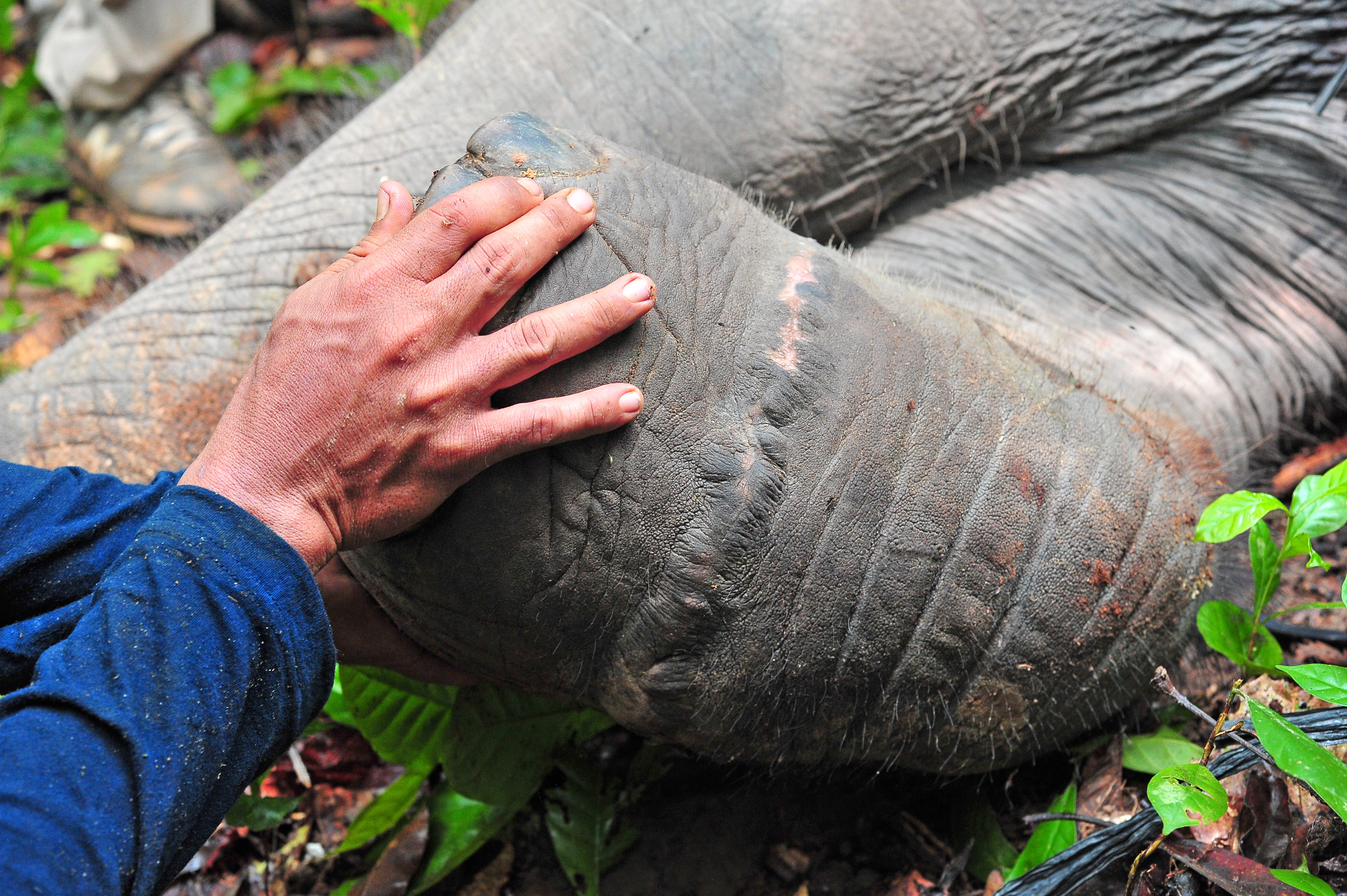 Translokasi Anak Gajah Sumatera di Jambi