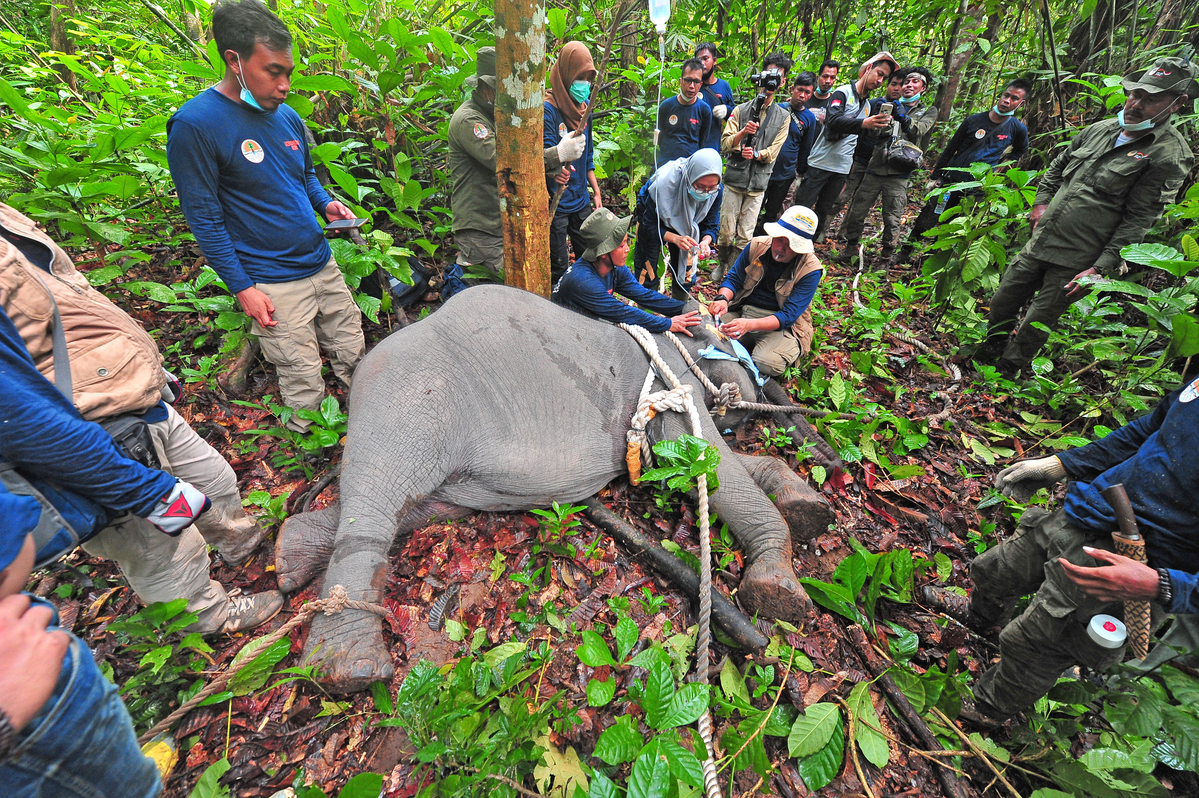 Translokasi Anak Gajah Sumatera di Jambi