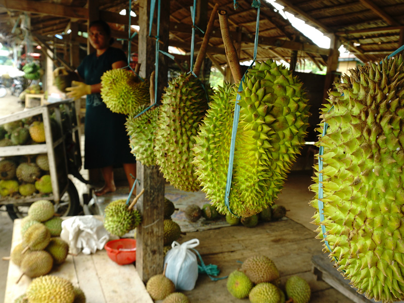 Musim Panen Durian Di Mamuju