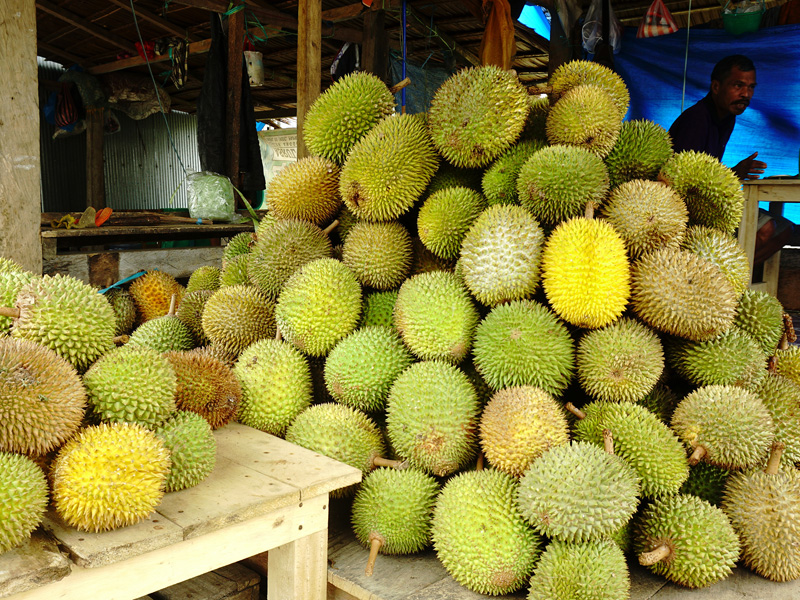 Musim Panen Durian Di Mamuju