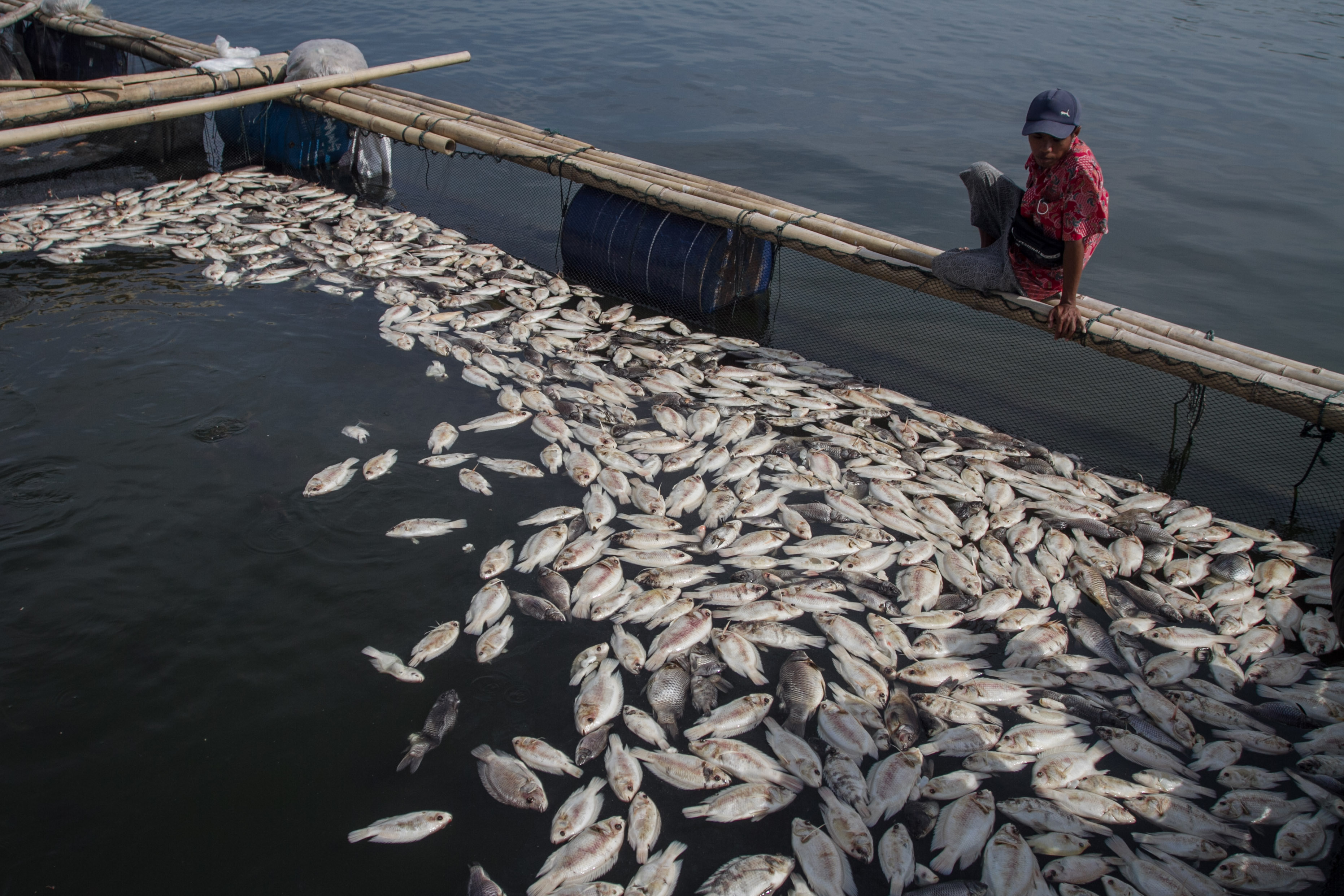 Ikan Mati karena Fenomena Air Dingin
