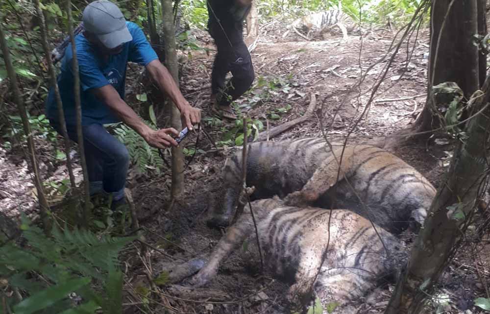 Tiga Harimau Sumatera Mati Terkena Jeratan Babi