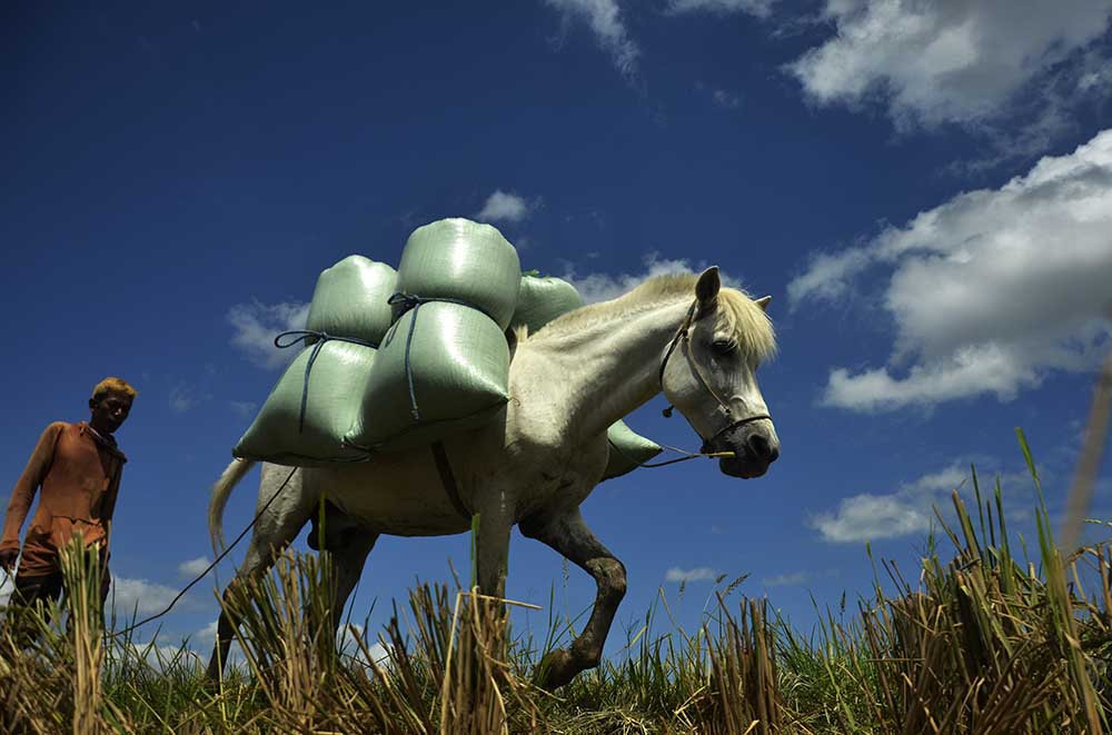 Jasa Angkut Gabah Menggunakan Kuda