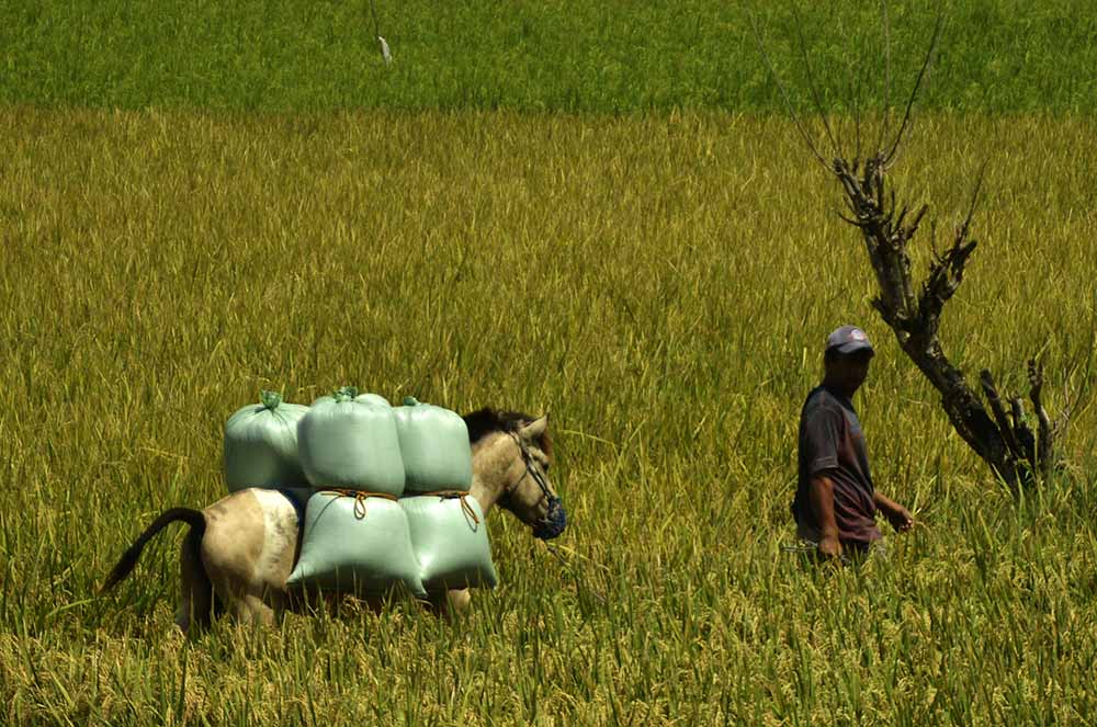 Jasa Angkut Gabah Menggunakan Kuda