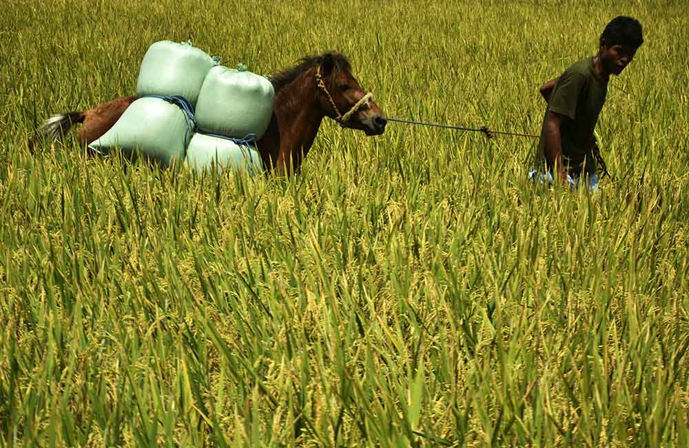 Jasa Angkut Gabah Menggunakan Kuda