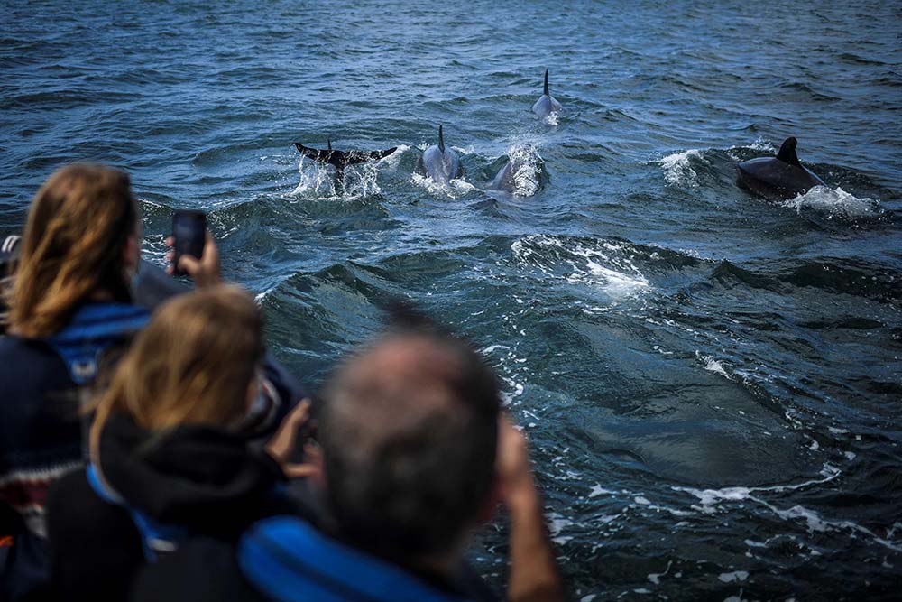 Lumba-lumba Kembali Bermunculan di Pantai Tagus 