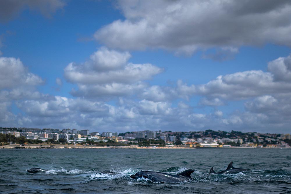 Lumba-lumba Kembali Bermunculan di Pantai Tagus 