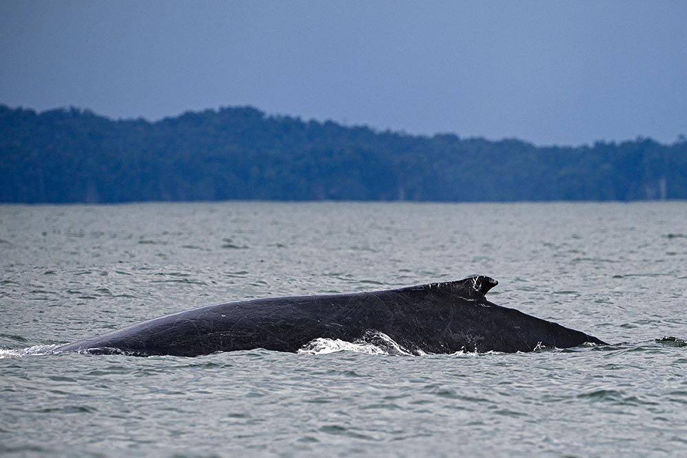 Kemunculan Paus Bungkuk di Kolombia