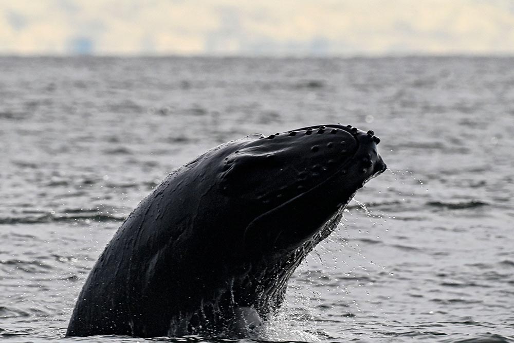 Kemunculan Paus Bungkuk di Kolombia