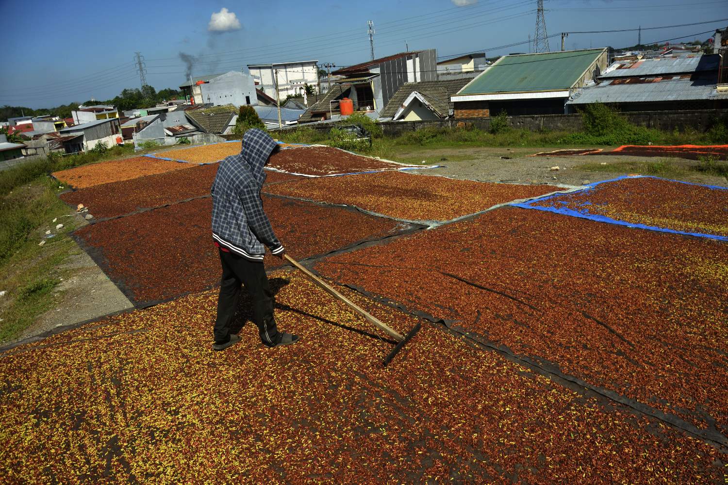 Harga Cengkeh Menurun