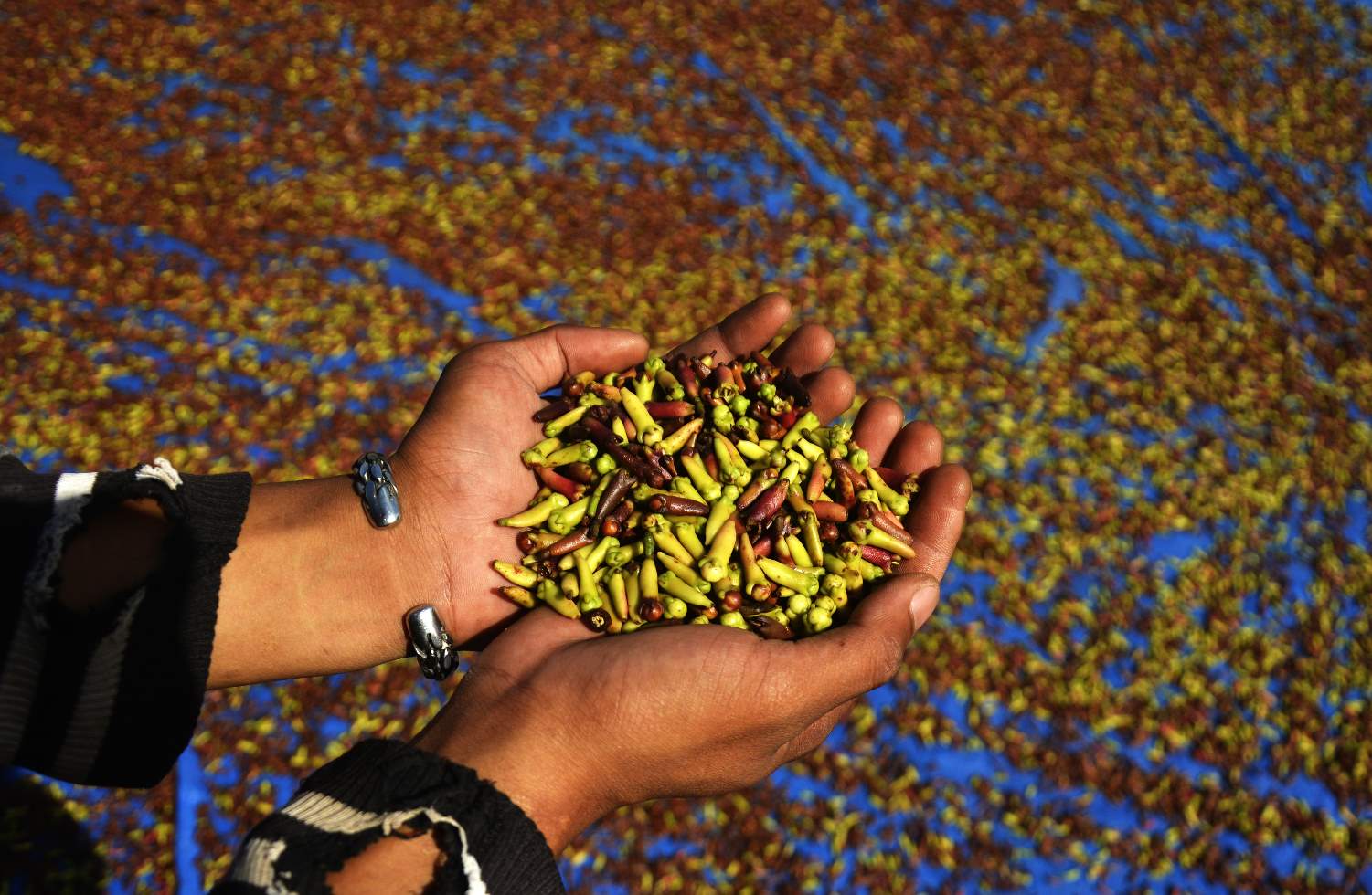 Harga Cengkeh Menurun