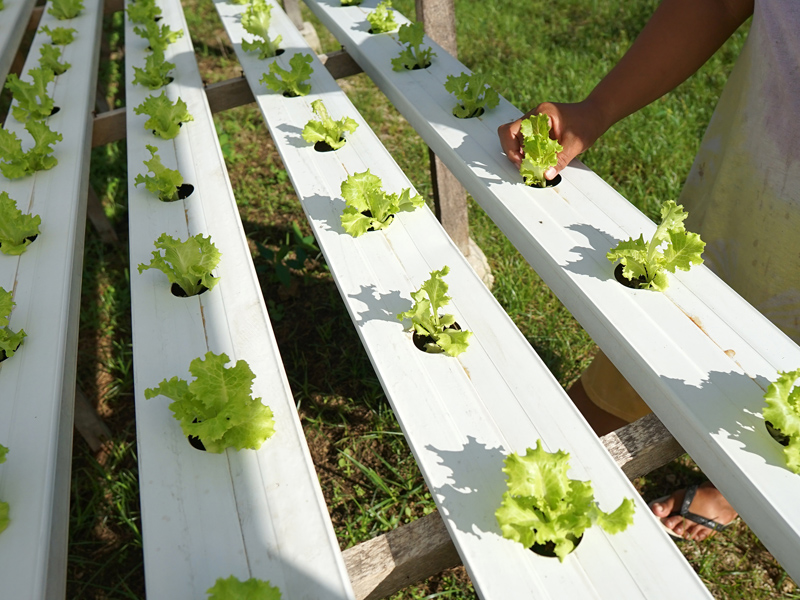 Penjualan Sayuran Hidroponik Menurun