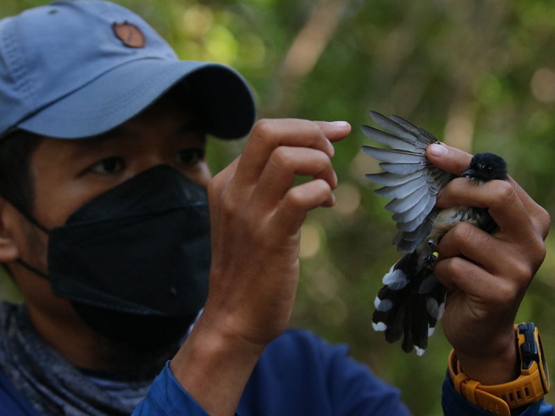 Penelitian Burung Di Kawasan Mangrove Surabaya