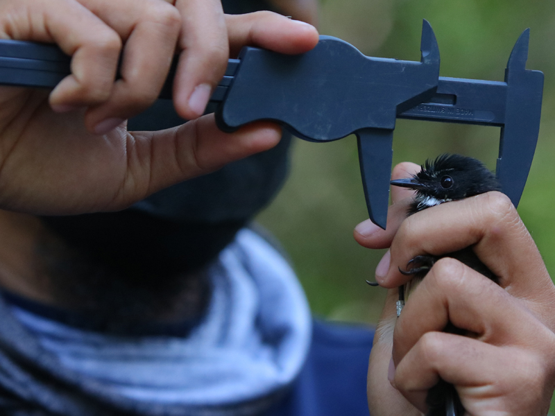Penelitian Burung Di Kawasan Mangrove Surabaya