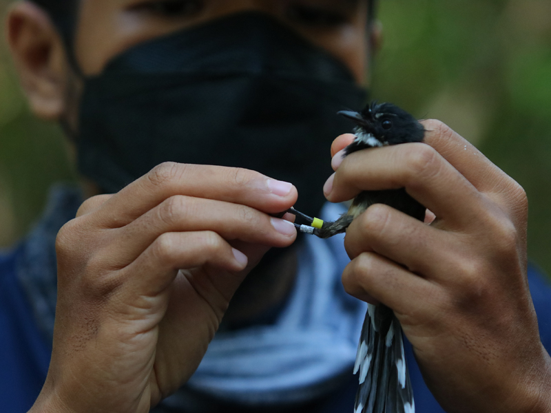 Penelitian Burung Di Kawasan Mangrove Surabaya