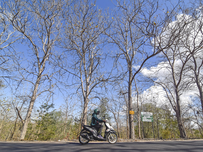 Kekeringan Di Wilayah NTB