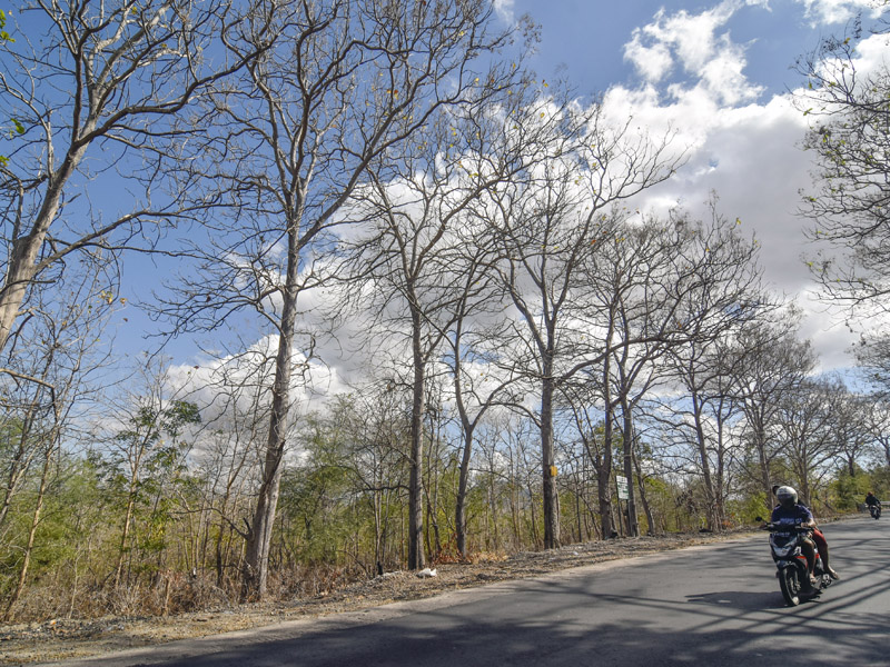 Kekeringan Di Wilayah NTB