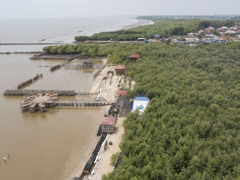 Mangrove Karawang Habitat Bangau