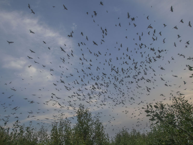 Mangrove Karawang Habitat Bangau