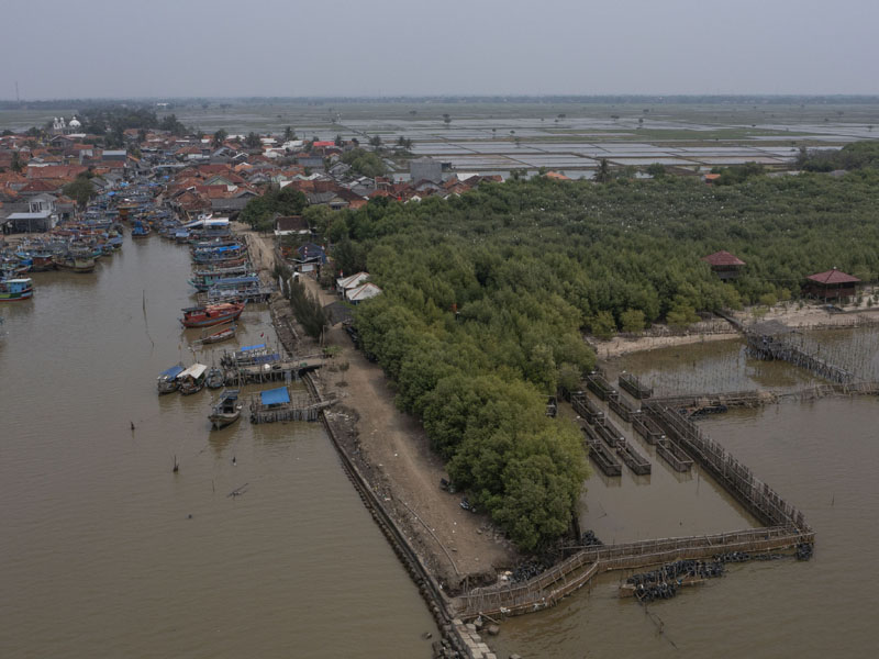 Mangrove Karawang Habitat Bangau