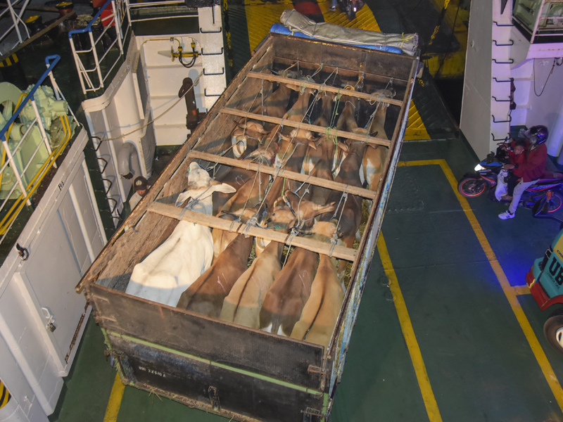 Kuota Pengiriman Sapi NTB Keluar Daerah