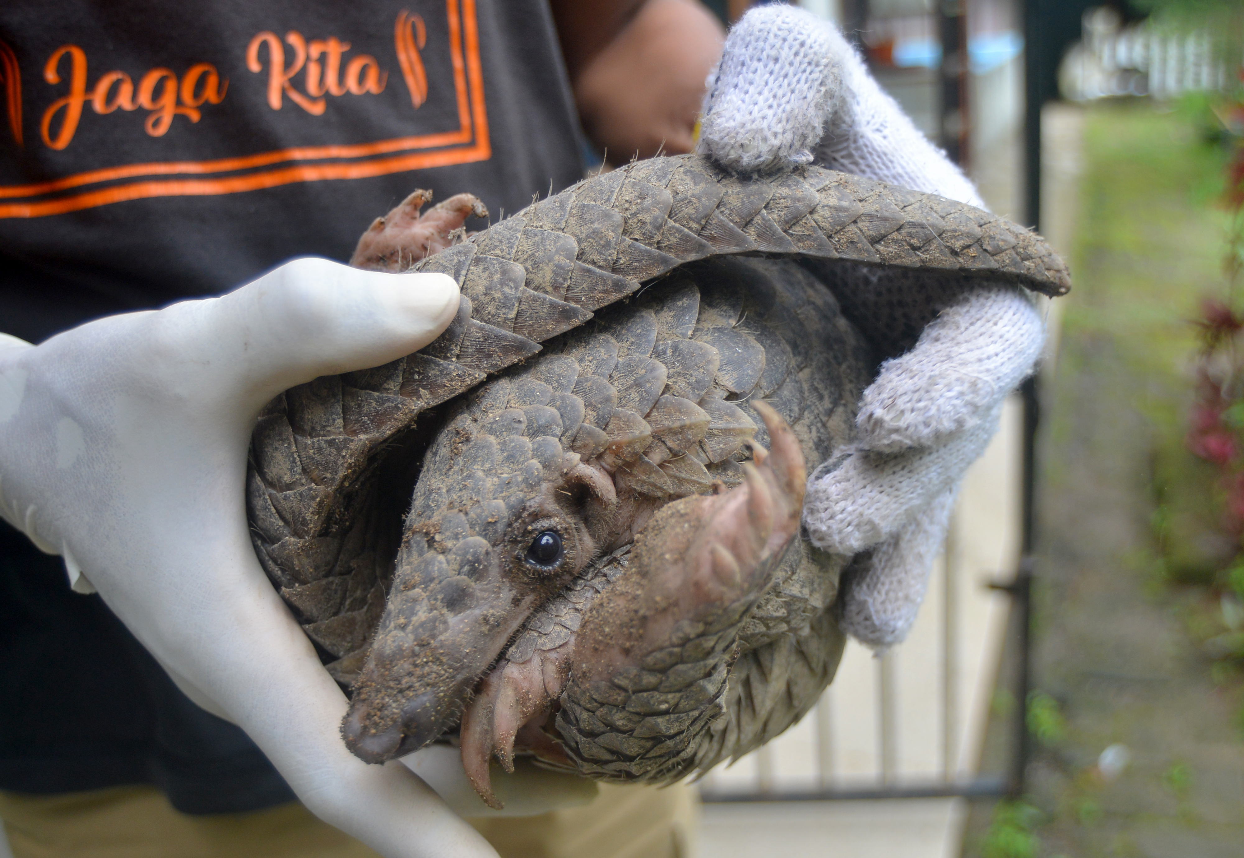 Trenggiling Masuk Pemukiman di Padang