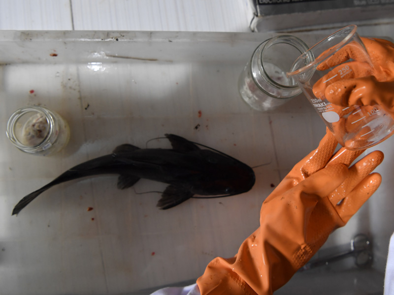 Indentifikasi Mikroplastik Pada Ikan