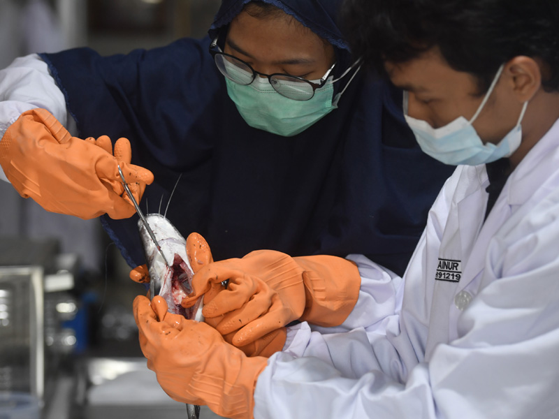 Indentifikasi Mikroplastik Pada Ikan