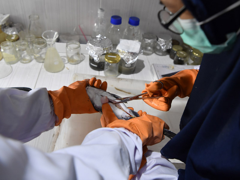 Indentifikasi Mikroplastik Pada Ikan