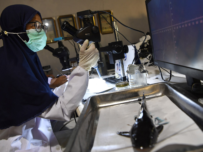 Indentifikasi Mikroplastik Pada Ikan