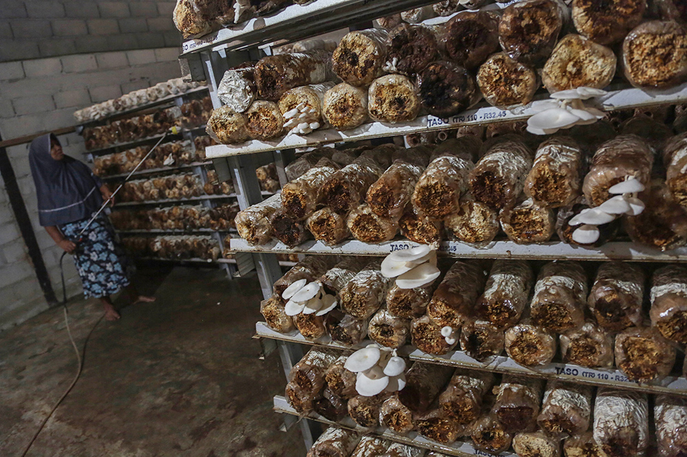 Pemberdayaan Perempuan Melalui Budidaya Jamur