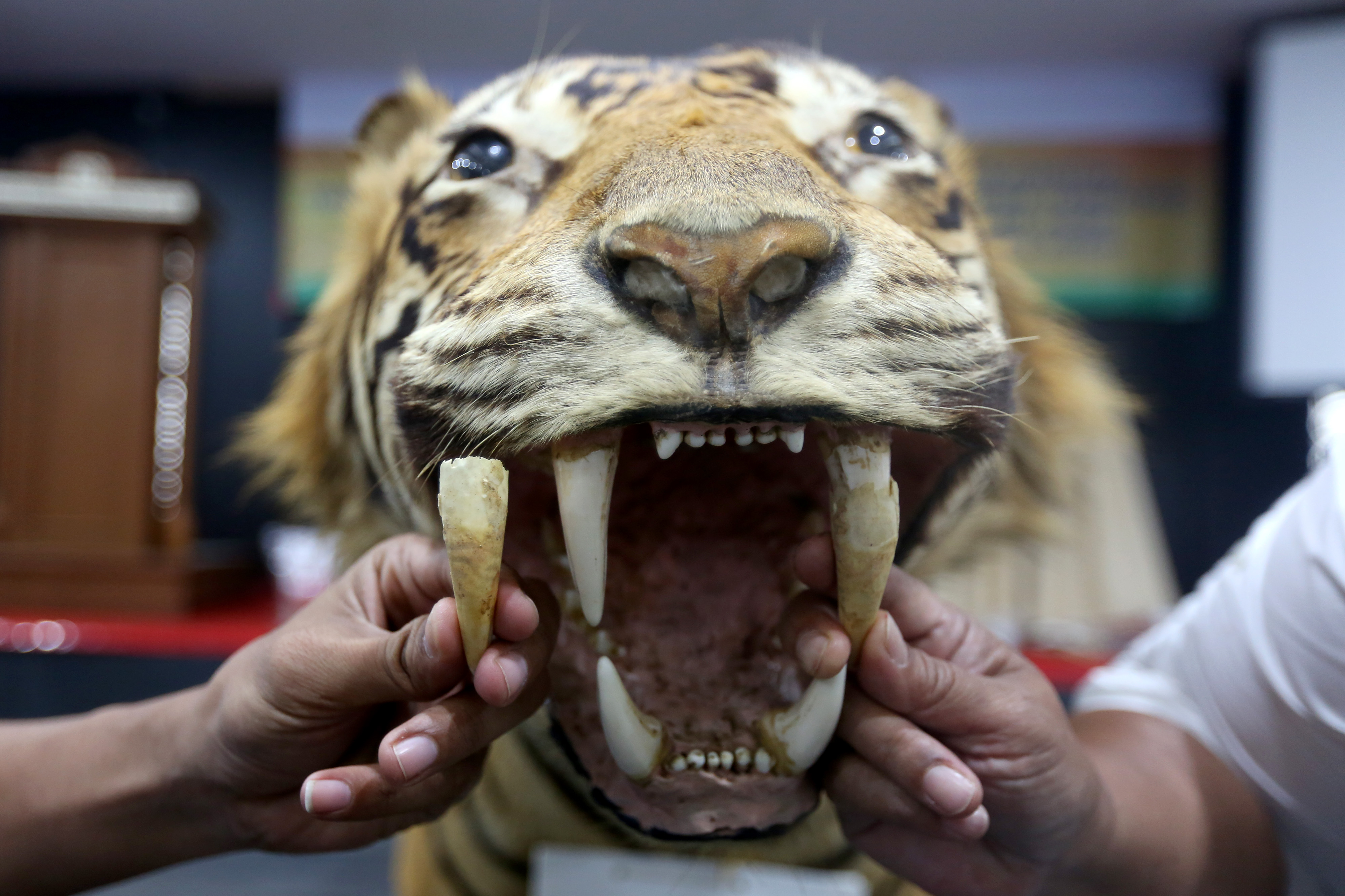 Pelatihan Identifikasi Kejahatan Satwa Liar