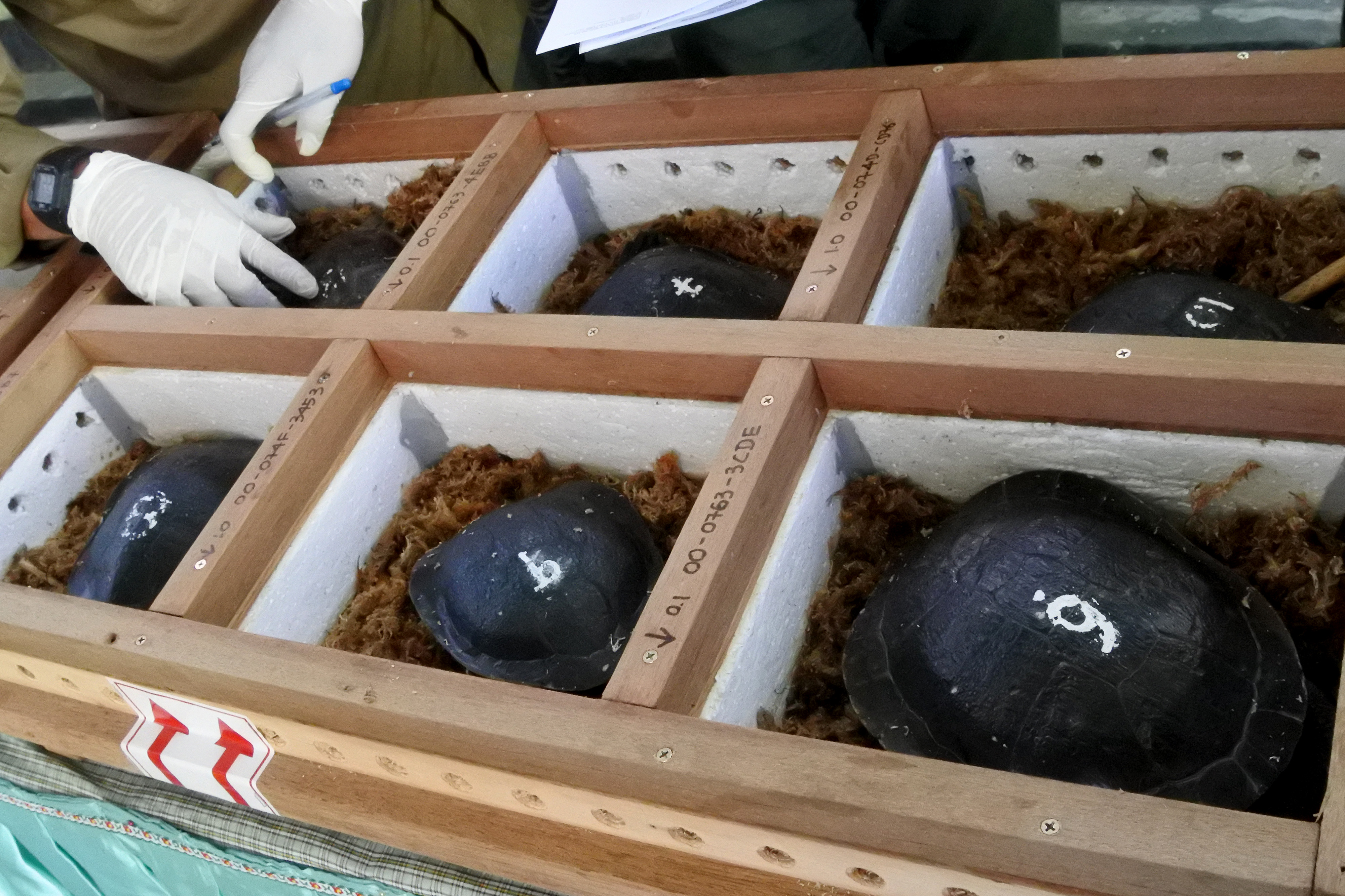 Pemulangan Kura-Kura Leher Ular dari Singapura